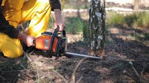 Best Tree Preservation Services  in Pueblo, CO