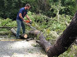 Best Tree Trimming and Pruning  in Pueblo, CO