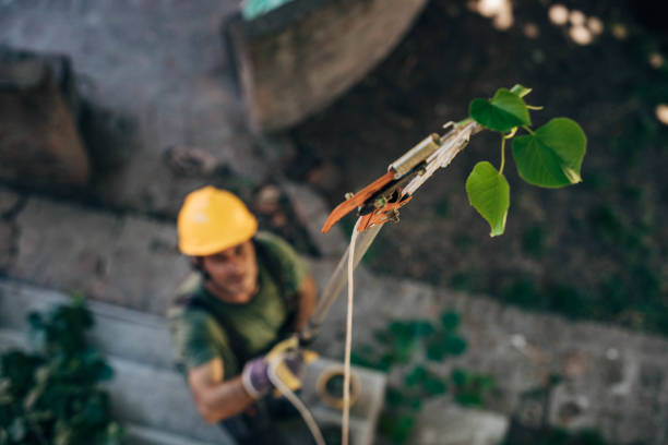 How Our Tree Care Process Works  in Pueblo, CO