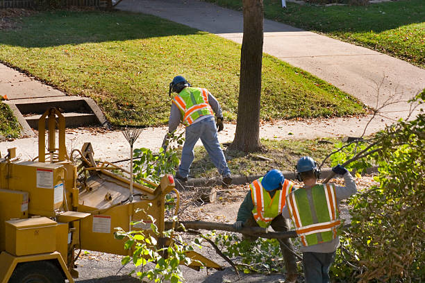 Best Lawn Renovation and Restoration  in Pueblo, CO