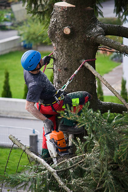 Best Lawn Disease Treatment  in Pueblo, CO