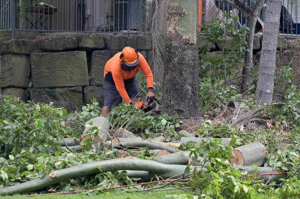 Trusted Pueblo, CO Tree Services Experts