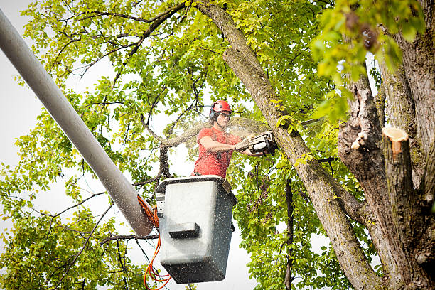 Best Tree Removal  in Pueblo, CO